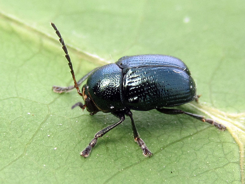 Cryptocephalus con fronte gialla: maschio di C. janthinus